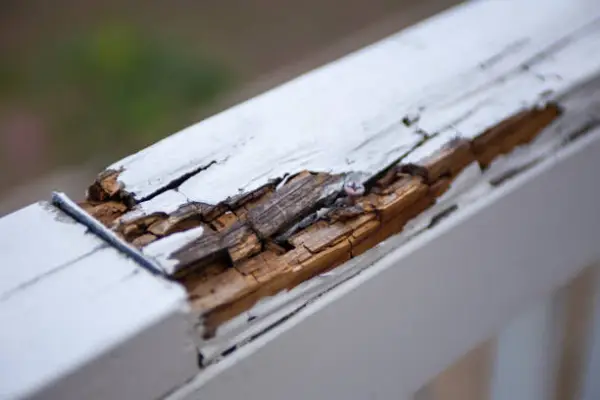 Wood Repair